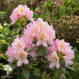 Рододендрон Лачсголд