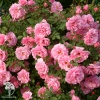 Роза канадская парковая Джон Дэвис (кустовая роза) фото 1 