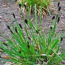 Фото Sesleria heufleriana Сеслерия Хефлера