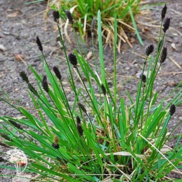 Sesleria heufleriana Сеслерия Хефлера