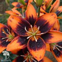 Лилия безпыльцовая Изи Сальса