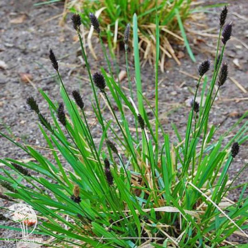 Фото Sesleria heufleriana Сеслерия Хефлера