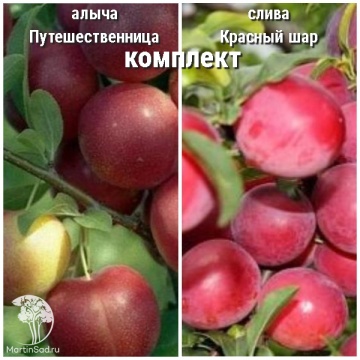 Фото Сверхвыгодный комплект! Алыча Путешественница + опылитель Слива Красный шар