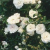 Роза почвопокровная Зе Свани на штамбе фото 3 
