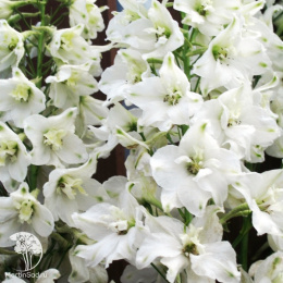 Дельфиниум культурный Галахад