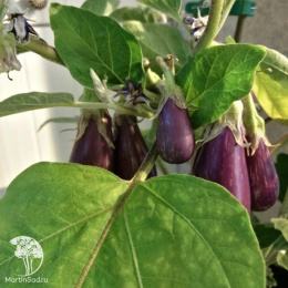 Баклажан Полосатая семейка F1 ---   Мир высокого урожая