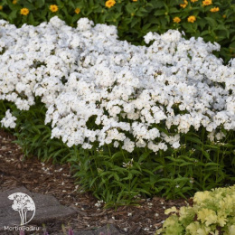 Флокс гибридный Опенинг Экт Вайт