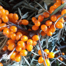 Характеристики Облепихи Хикул