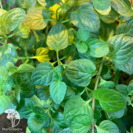 Мята перечная Апельсин