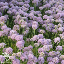 Лук стареющий