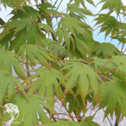 Клён Ширасавы Джохин