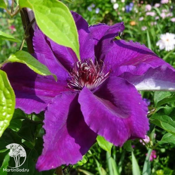 Фото Клематис Каспер