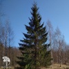 Ель обыкновенная русская фото 1 