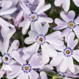 Флокс шиловидный Фабиолус Блю Дак Сентр