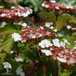 Калина саржента Онондага