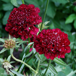 Скабиоза пурпурная Черри, махр.