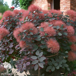 Скумпия кожевенная Фоллис Пурпуреус на штамбе
