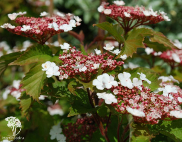 Фото Калина саржента Онондага