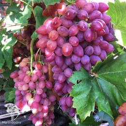 Виноград плодовый Аврора
