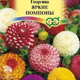 Георгина Яркие помпоны 