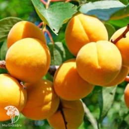 Абрикос Водолей
