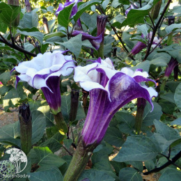 Дурман (обыкновенный) метел Балерина парпл