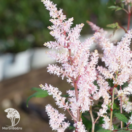 Астильба Арендса Бумальда