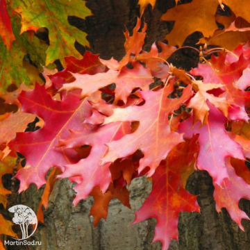 Фото Дуб болотный Quercus palustris