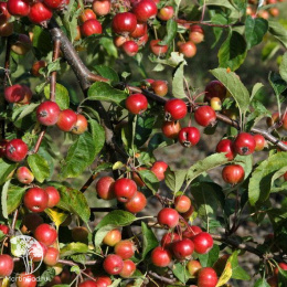 Яблоня Эверест на шпалере