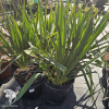Юкка нитчатая фото 1 