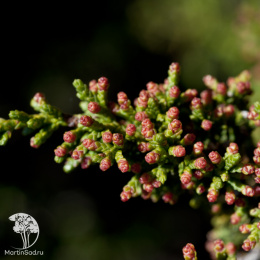 Дизельма Арчера Халсдонк