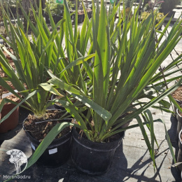 Юкка нитчатая