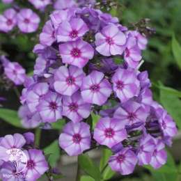Флокс метельчатый Вий