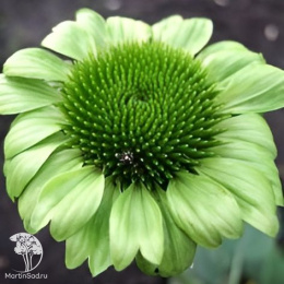 Эхинацея Грин Джевел