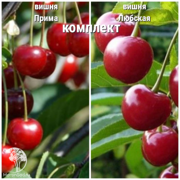 Фото Сверхвыгодный комплект! Вишня Прима + опылитель Вишня Любская