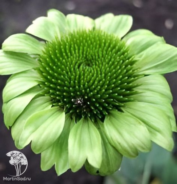 Фото Эхинацея Грин Джевел