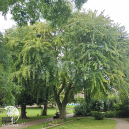 Клён Давида змеекорый Маделин Спитта