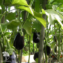 Баклажан Саламандра --- Ор. А