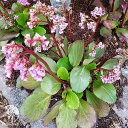 Бадан сердцелистный Нью Гибридс