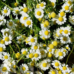 Ромашка аптечная Романов цвет ---  Целебный чай