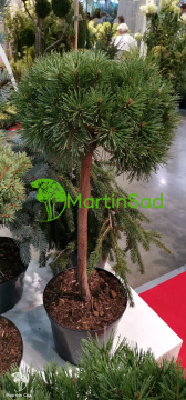 Фото Сосна горная Хниздо на штамбе