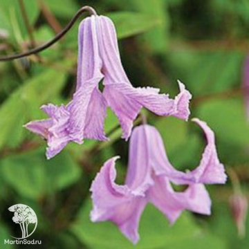 Фото Клематис Фэйри Белз