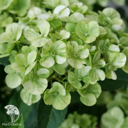 Гортензия Фейри Трейл Грин