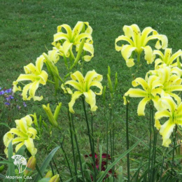 Лилейник Хэвэнли Флайт оф Энжелс