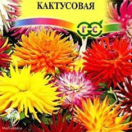 Георгина Кактусовидная, смесь