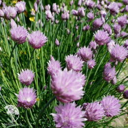  Шнитт-лук (скорода)