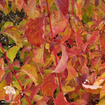 Фото Дёрен кроваво-красный Мидвинтер Файер