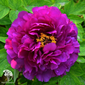 Фото Пион древовидный Пурпурная лента