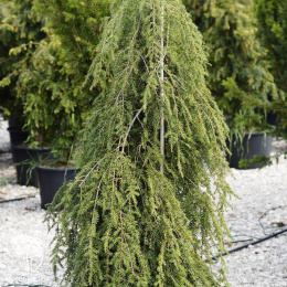 Тсуга канадская Пендула