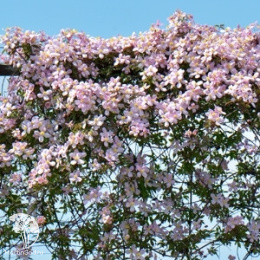 Клематис горный Элизабет